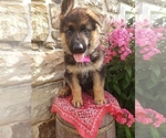 Puppy Bella German Shepherd Dog