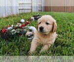 Small Photo #17 Golden Retriever Puppy For Sale in RICHMOND, TX, USA