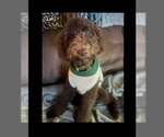Small #8 Golden Retriever