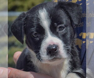 American Bulldog-Unknown Mix Dogs for adoption in Huntley, IL, USA