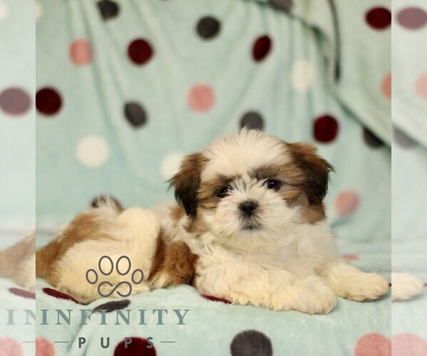 Medium Photo #2 Shih Tzu Puppy For Sale in BIRD IN HAND, PA, USA