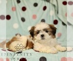 Small #1 Shih Tzu