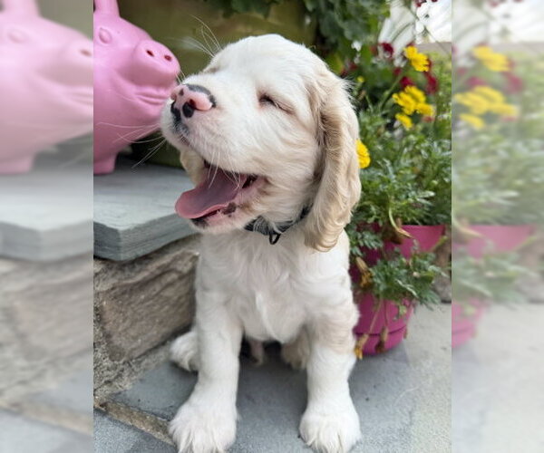 Medium Photo #4 Cocker Spaniel Puppy For Sale in Arlington, VA, USA