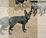 Small #11 German Shepherd Dog Mix