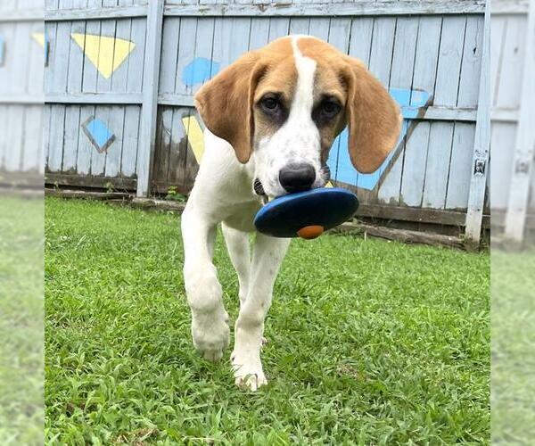 Medium Photo #1 American Foxhound-Unknown Mix Puppy For Sale in Boston, MA, USA