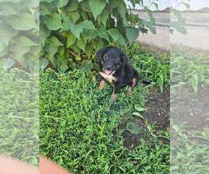 Mutt Dogs for adoption in Glen Haven, WI, USA