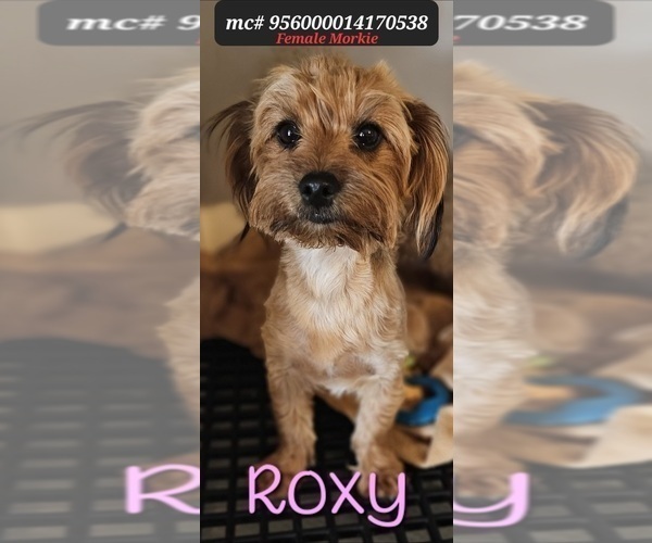 Medium Photo #1 Morkie Puppy For Sale in TUCSON, AZ, USA