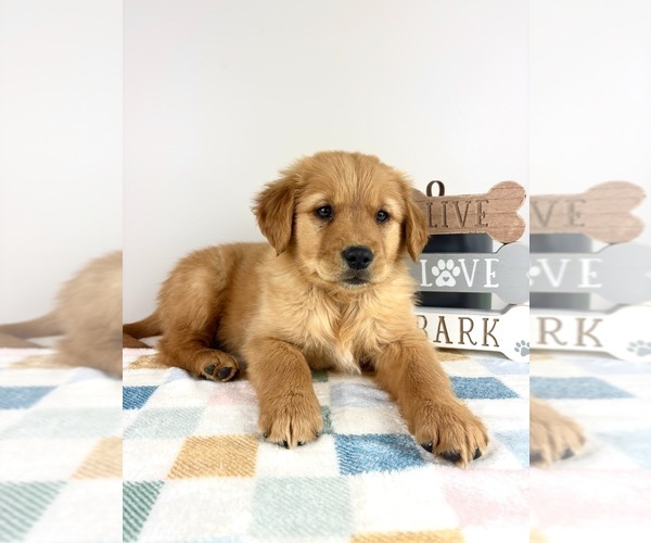 Medium Photo #6 Golden Retriever Puppy For Sale in INDIANAPOLIS, IN, USA