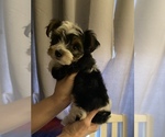 Small Photo #4 Yorkshire Terrier Puppy For Sale in PALM HARBOR, FL, USA