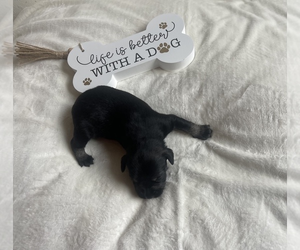 Medium Photo #7 Schnauzer (Miniature) Puppy For Sale in HOUSTON, TX, USA