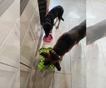 Small #3 German Shepherd Dog