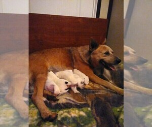 Mother of the Australian Cattle Dog puppies born on 01/02/2024
