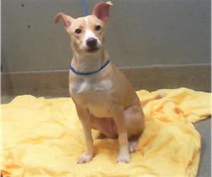 American Pit Bull Terrier-Unknown Mix Dogs for adoption in Las Vegas, NV, USA