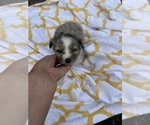 Small #1 Miniature Australian Shepherd