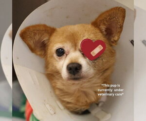 Chihuahua-Unknown Mix Dogs for adoption in San Antonio, TX, USA