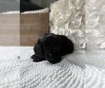 Small #6 Bernedoodle