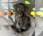 Small Labrador Retriever Mix