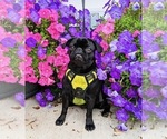 Small Photo #1 Pug Puppy For Sale in HANNA CITY, IL, USA