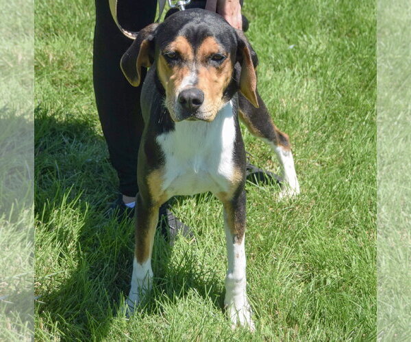 Medium Photo #3 Treeing Walker Coonhound Puppy For Sale in Huntley, IL, USA
