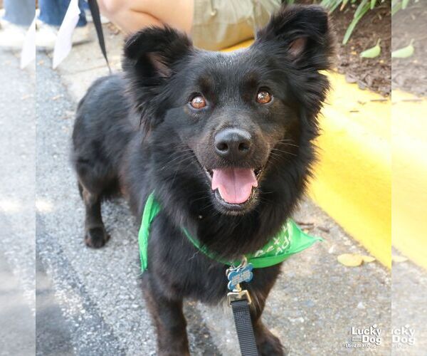Medium Photo #6 Chow Chow-Schipperke Mix Puppy For Sale in Washington, DC, USA