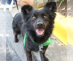 Small #5 Chow Chow-Schipperke Mix