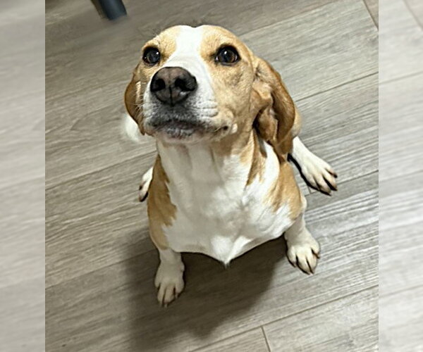 Medium Photo #8 Beagle Puppy For Sale in Dunnellon, FL, USA