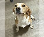 Small #7 Beagle
