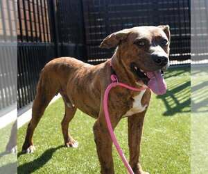Bongo - Male Mutt Dog for Adoption - Photo #2