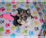 Small Photo #3 Schnauzer (Miniature) Puppy For Sale in ORO VALLEY, AZ, USA