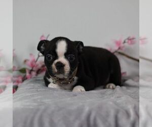 Boston Terrier Puppy for sale in PORT ROYAL, PA, USA