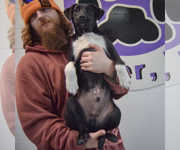 Medium Photo #4 Labrador Retriever Puppy For Sale in Huntley, IL, USA