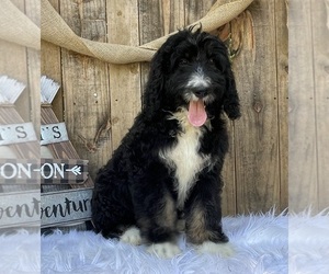 Bernedoodle Puppy for sale in CHIRENO, TX, USA