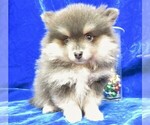 Small Photo #3 Pomeranian Puppy For Sale in NORWOOD, MO, USA