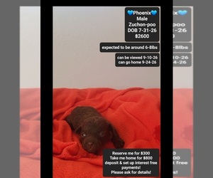 Poodle (Toy)-Zuchon Mix Puppy for sale in TUCSON, AZ, USA