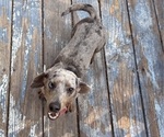 Small Photo #1 Doxiepoo (Standard) Puppy For Sale in BLMGTN, IN, USA