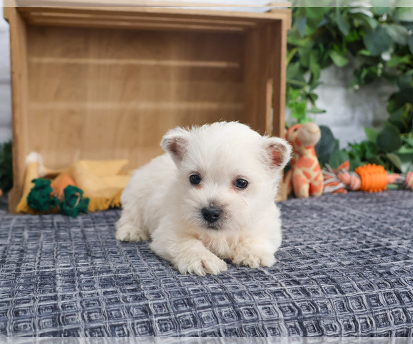 Medium Photo #2 West Highland White Terrier Puppy For Sale in SYRACUSE, IN, USA