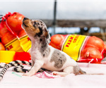 Small #7 Dachshund