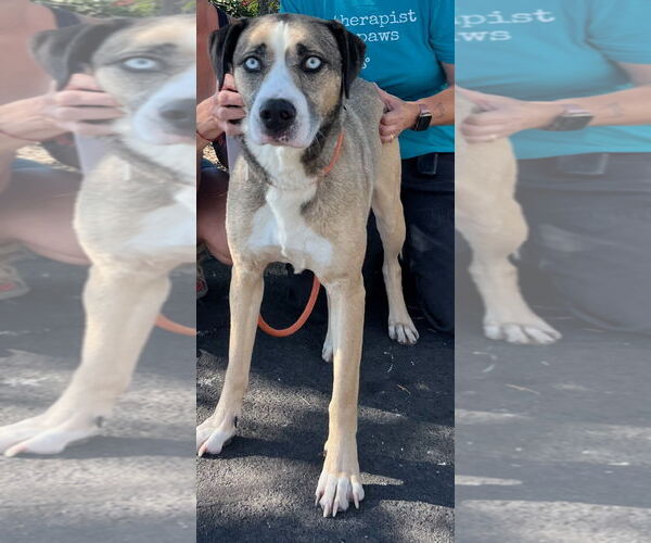 Medium Photo #1 Siberian Husky-Unknown Mix Puppy For Sale in Woodland Hills, CA, USA