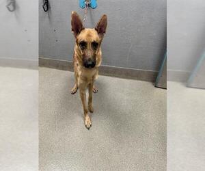 German Shepherd Dog-Unknown Mix Dogs for adoption in Las Vegas, NV, USA