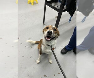 American Staffordshire Terrier-Unknown Mix Dogs for adoption in Waco, TX, USA
