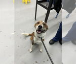Small American Staffordshire Terrier Mix
