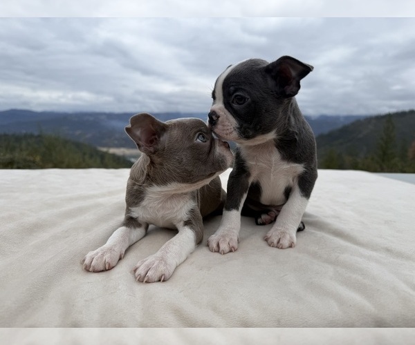 Medium Photo #3 Boston Terrier Puppy For Sale in OROVILLE, CA, USA