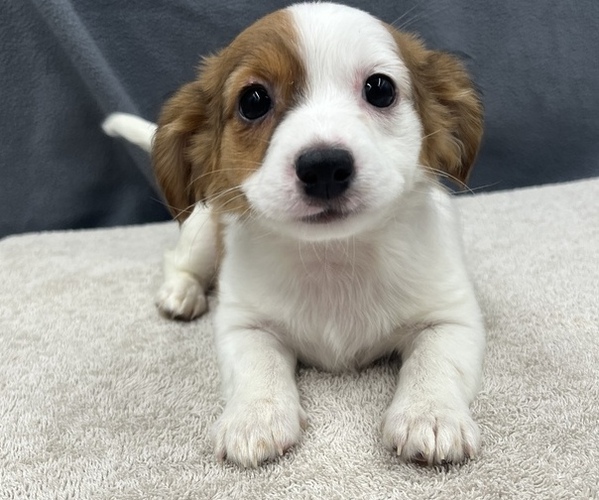 Medium Photo #7 Chiweenie Puppy For Sale in SAINT AUGUSTINE, FL, USA