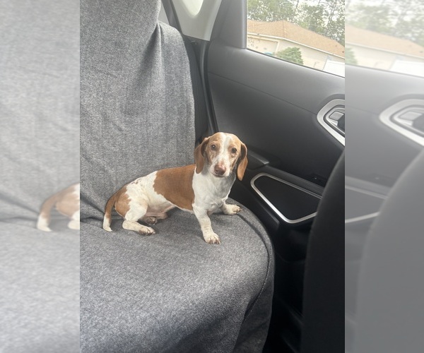 Medium Photo #1 Dachshund Puppy For Sale in DELTONA, FL, USA