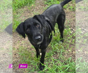 Labrador Retriever-Unknown Mix Dogs for adoption in Alexander, AR, USA