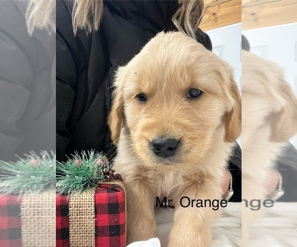 Medium Photo #12 Golden Retriever Puppy For Sale in KANSAS CITY, MO, USA