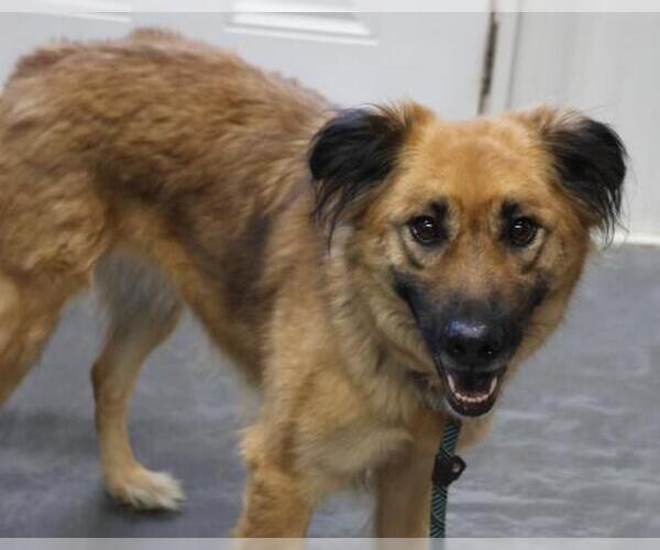 Medium Photo #1 Mutt Puppy For Sale in Thief River Falls, MN, USA