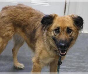 Mutt Dogs for adoption in Thief River Falls, MN, USA