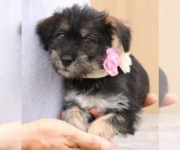 Medium Photo #1 Chihuahua-Unknown Mix Puppy For Sale in Bandera, TX, USA