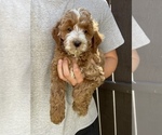 Small Goldendoodle (Miniature)